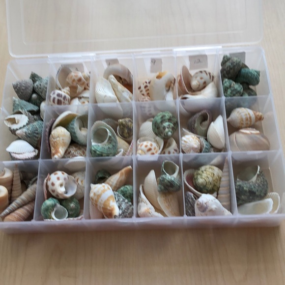 Tray of Shells - Picture 1 of 1